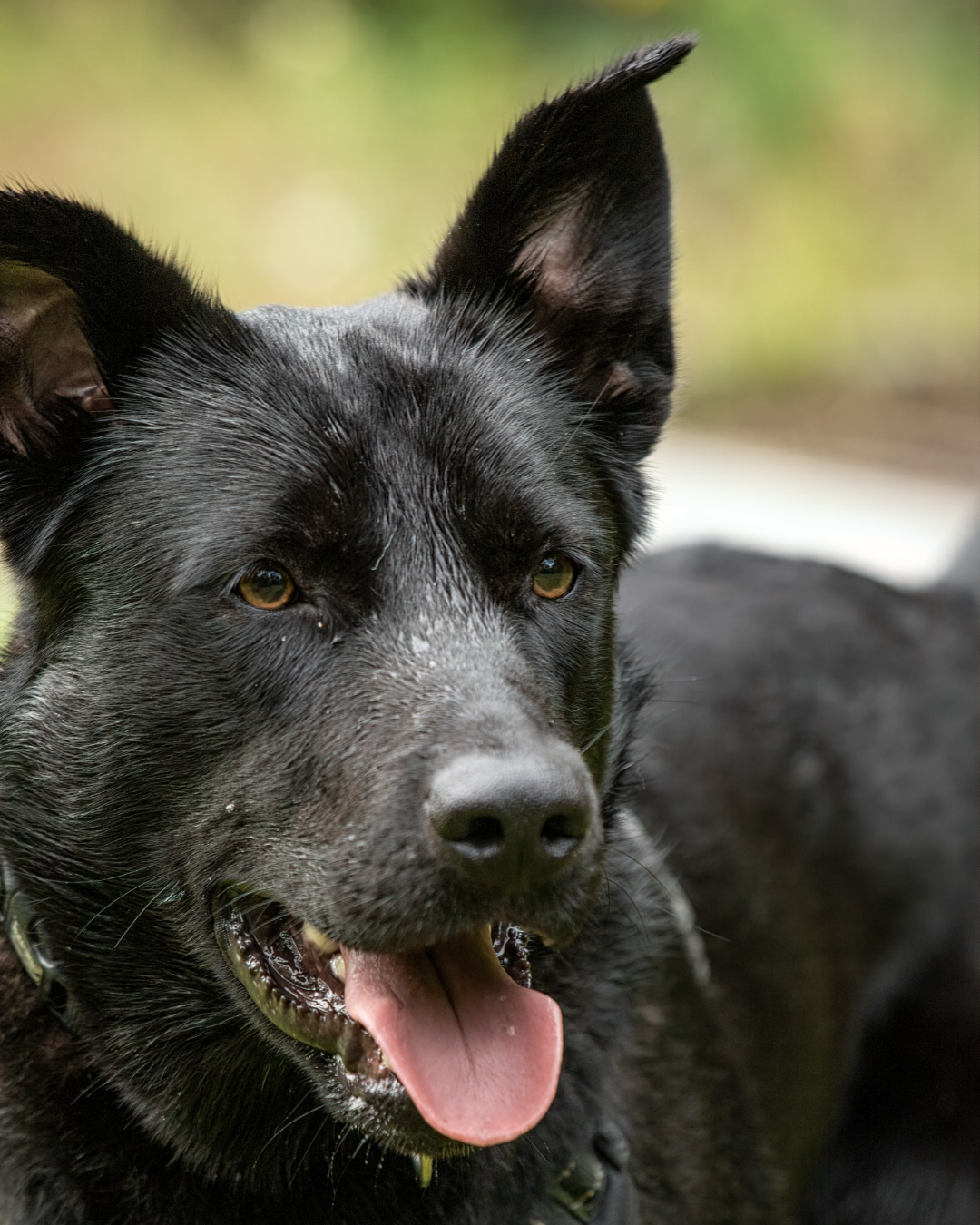 Hati – Malinois-Mischling
