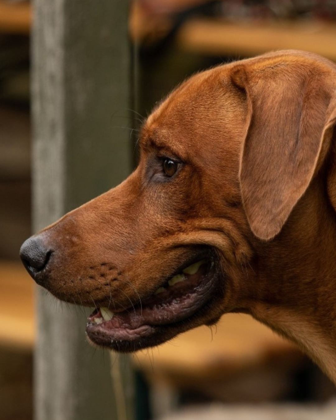 Whiskey – Rhodesian Ridgeback Mischling